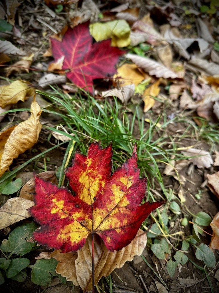 Red and gold maple leaf on a fall trail